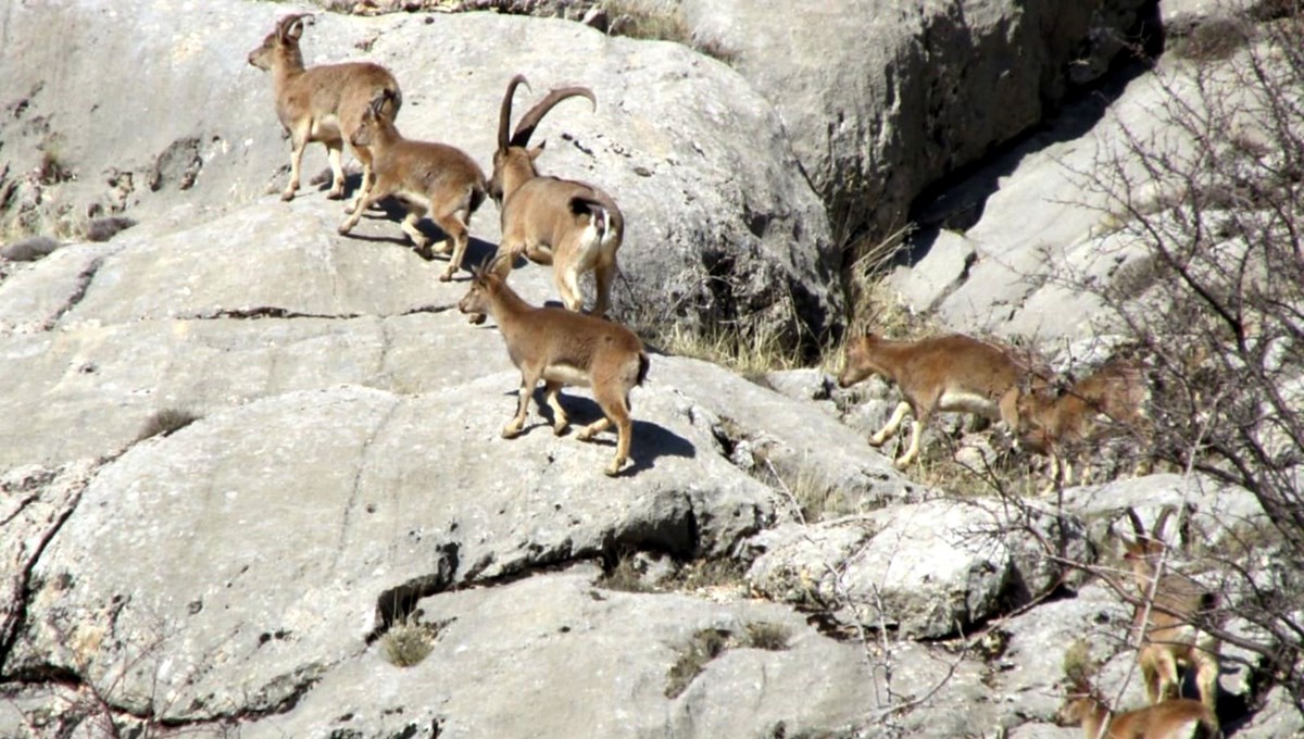 Elazığ'da yaban keçilerinin sayısında artış