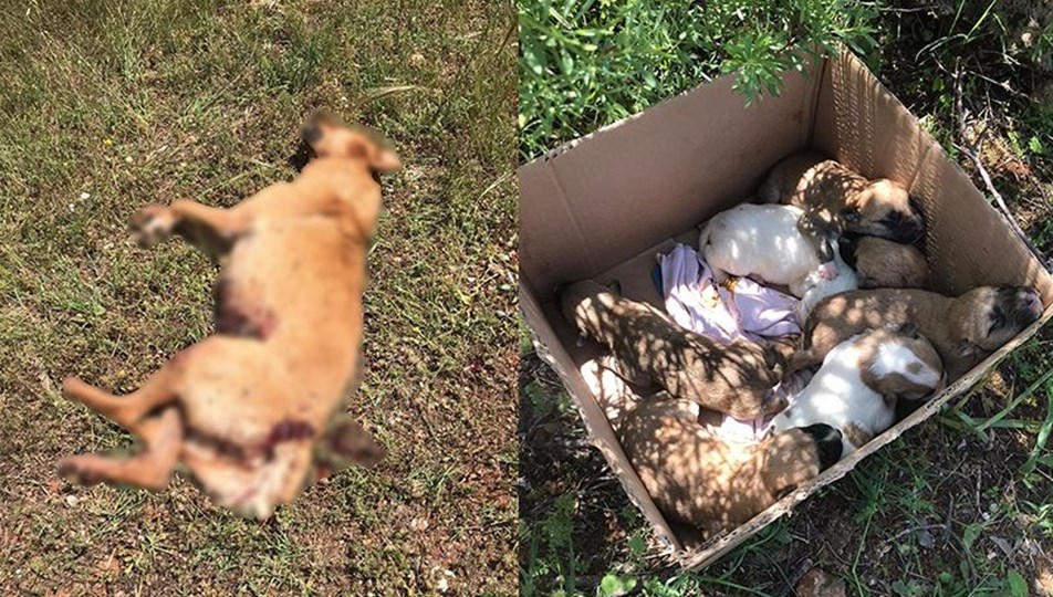 Antalya�da 7 yavrusu olan köpek tüfekle vurularak öldürüldü NTV