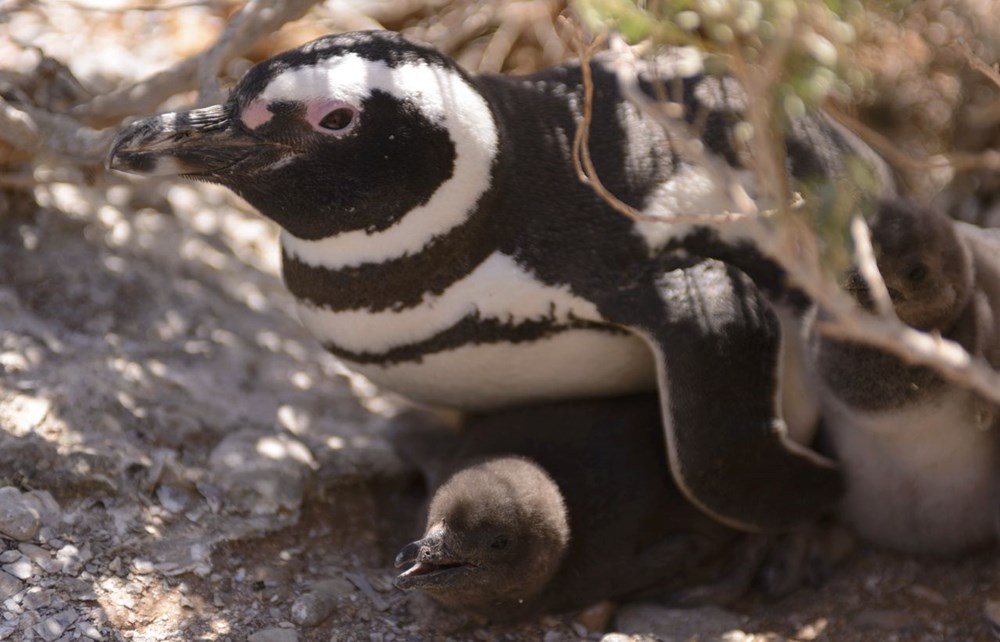 Bilim insanları uyardı: Afrika penguenlerinin soyu on yıllar içinde tükenebilir - 8