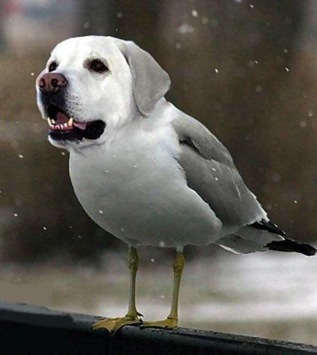 Собака птица