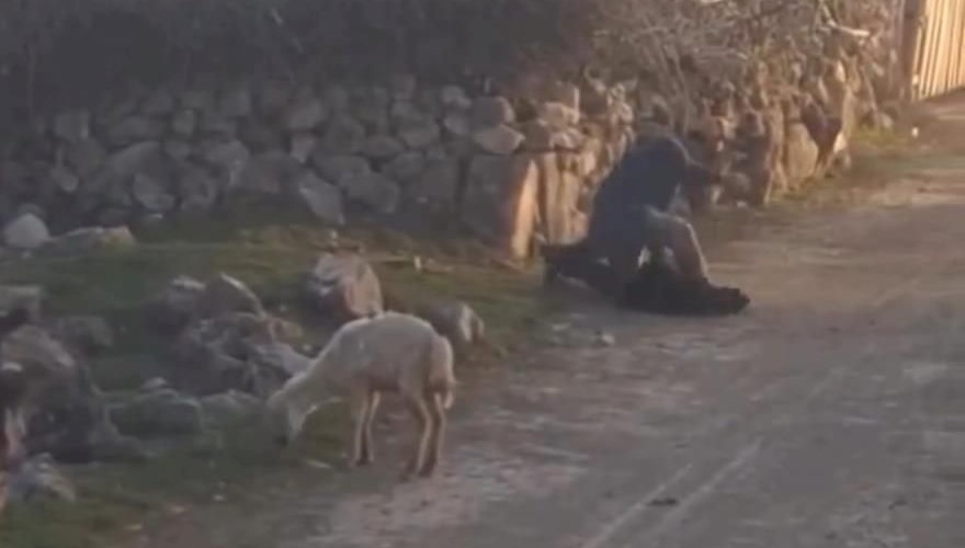 Koyuna eziyet eden kişi gözaltına alındı