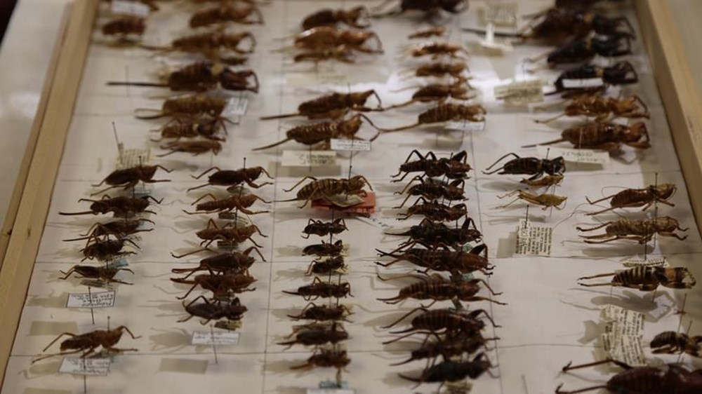 Venüs neden saat yönünde dönüyor? (İlginç bilgiler) - 37