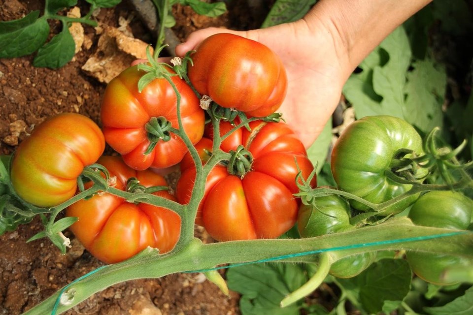 Yeni yerli domates "Yükselköy F1" tanıtıldı - 2