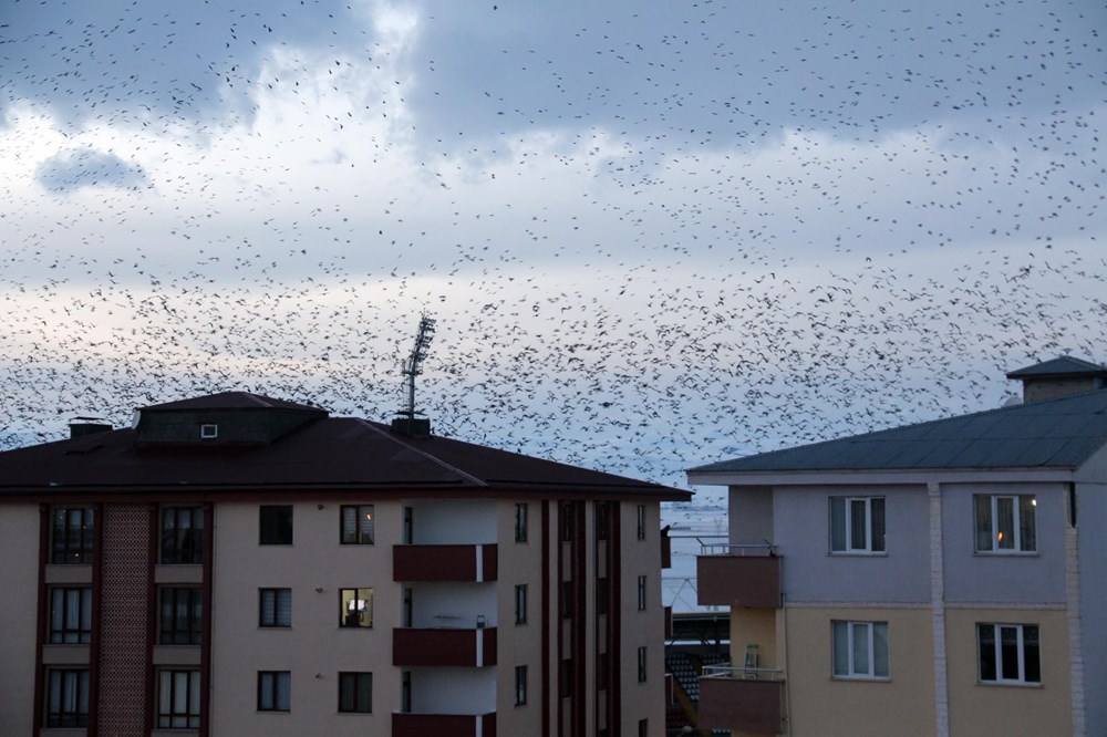 Şehir merkezini kargalar sardı (Korku filmi gibi) - 7