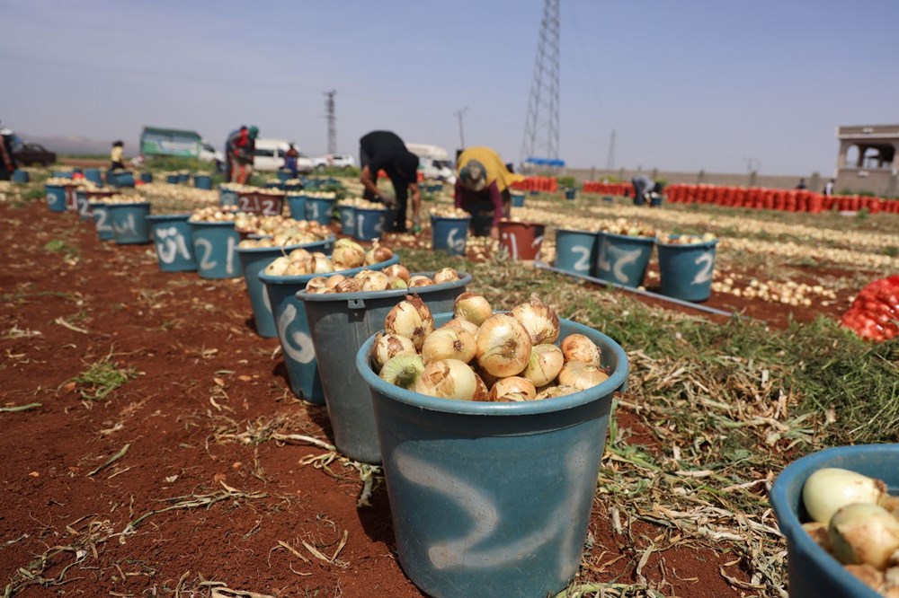 Hatay'da soğan hasadı başladı, rekolte çiftçinin yüzünü güldürdü: Tarlada kilosu 15-20 TL 74