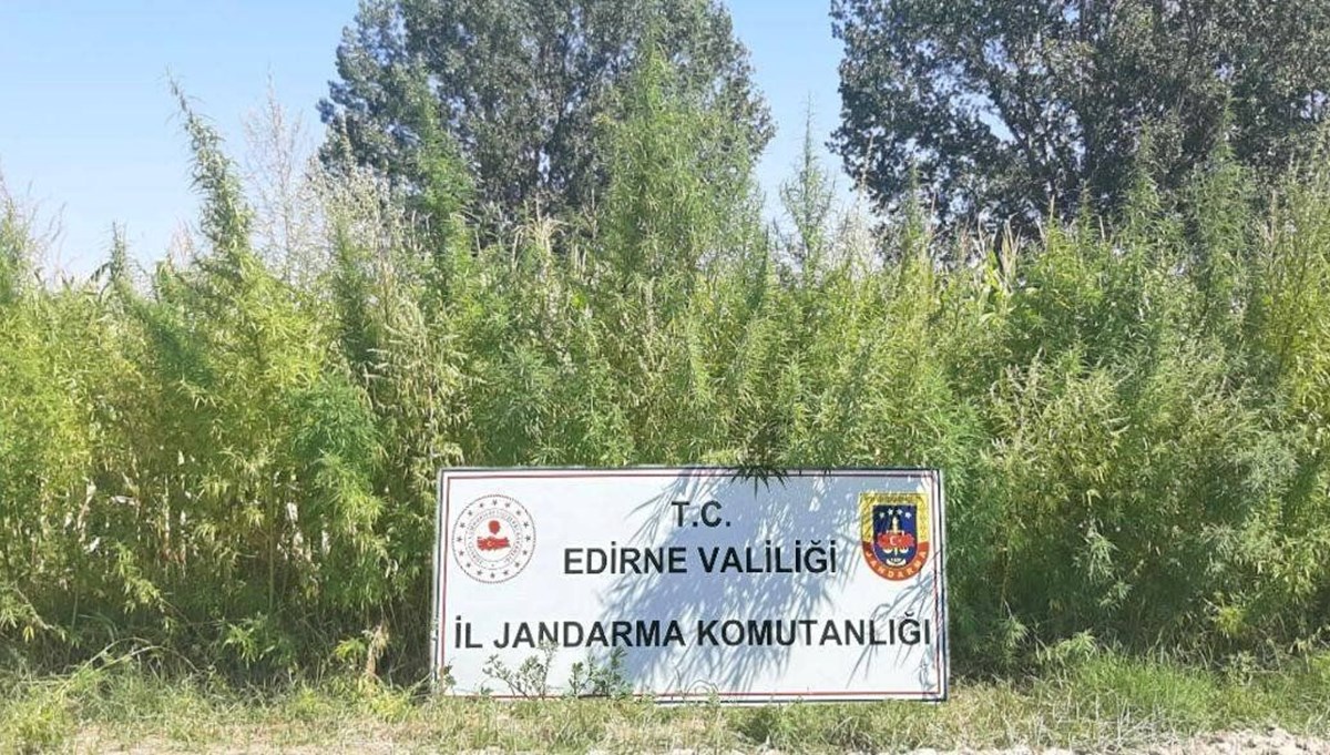 Edirne’de tarlada 159 bin kök kenevir ele geçirildi