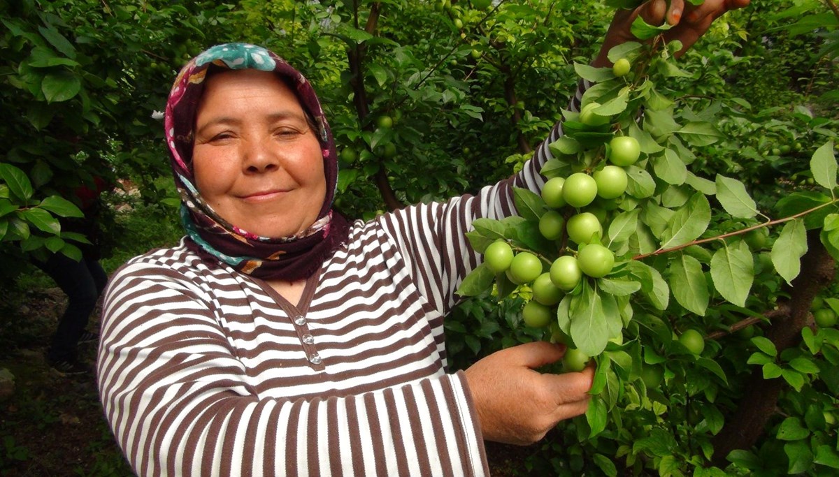 Hasada 8 bin TL ile başlamıştı: Fiyatı 400 TL'ye kadar düştü Hasada 8 bin TL ile başlamıştı: Fiyatı 400 TL'ye kadar düştü