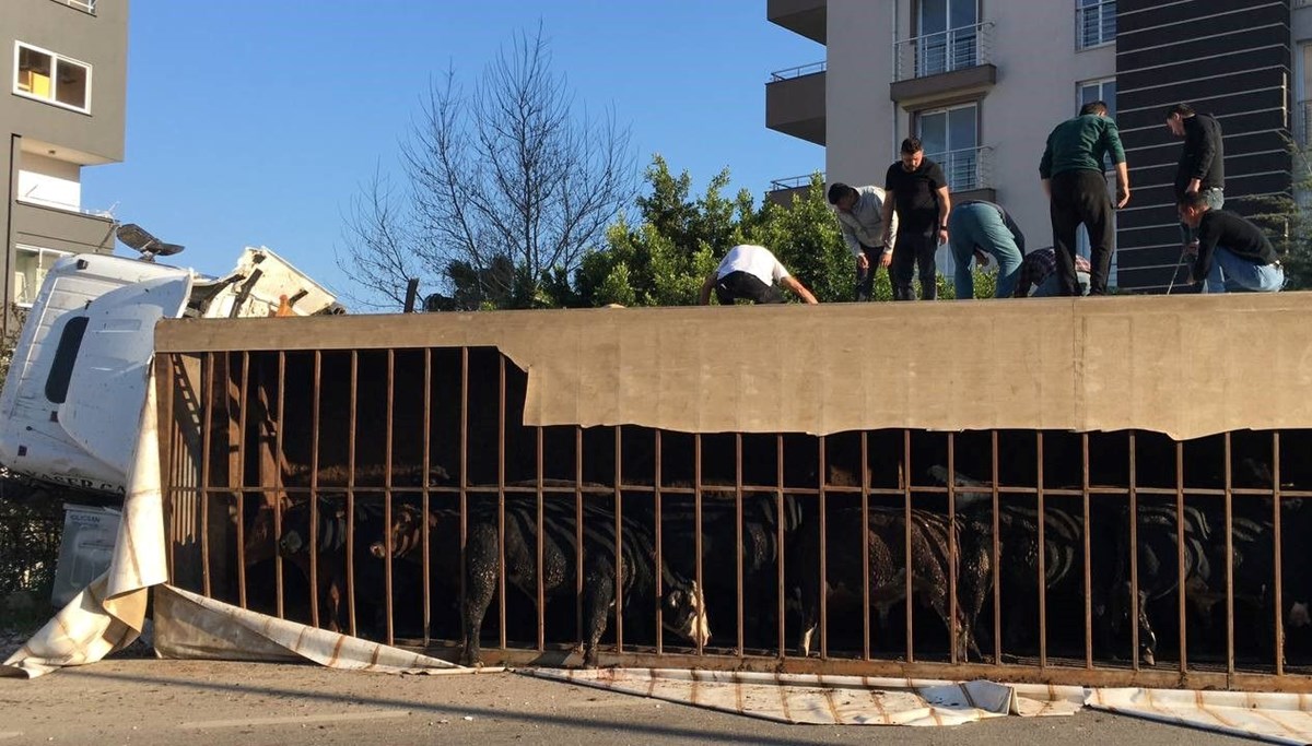 Mersin'de canlı hayvan taşıyan TIR devrildi