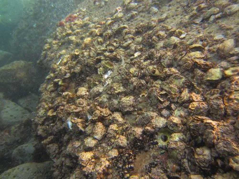 Karadeniz'de 'Pasifik istiridyesi' istilası - 10