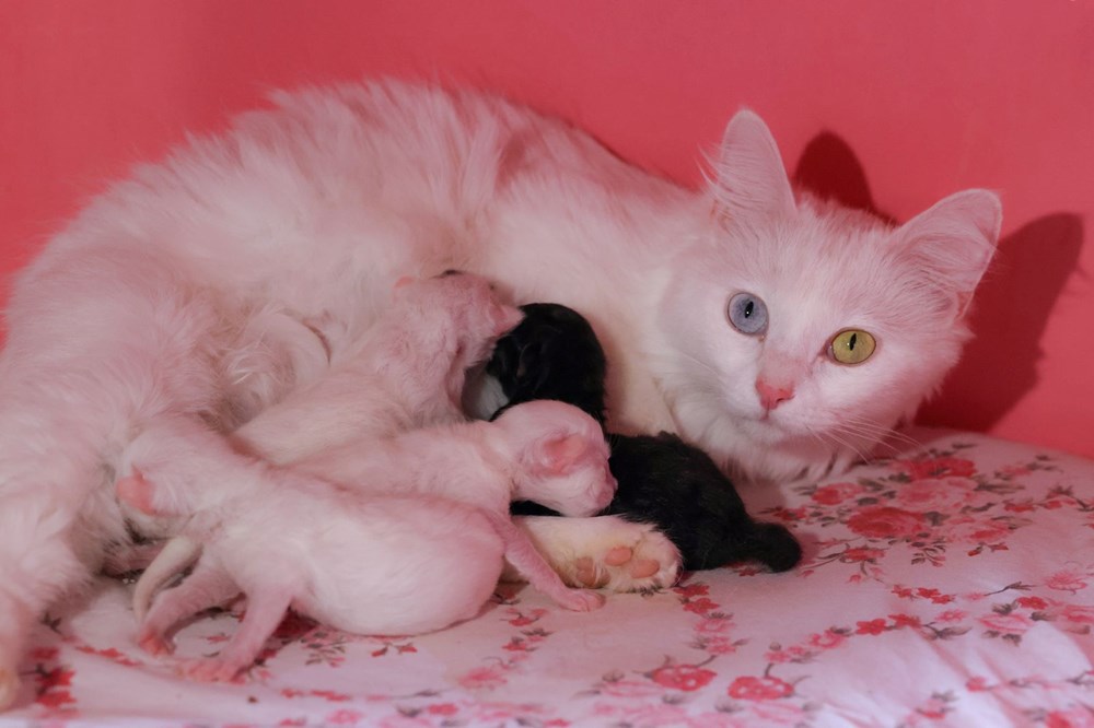 'En güzel Van kedisi' seçilen 'Mia' siyah yavru dünyaya getirdi - 7