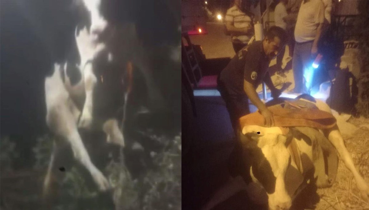Kuyuya düşen inek için kurtarma operasyonu