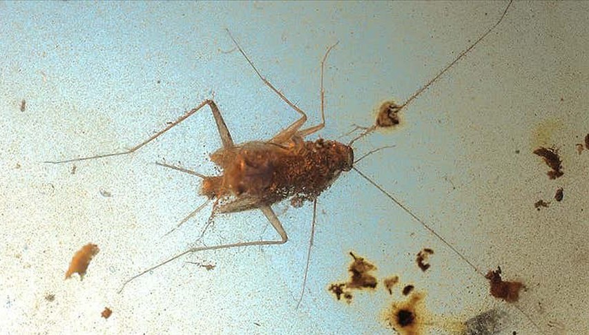 Dinozorlar çağından kalma hamam böcekleri bulundu