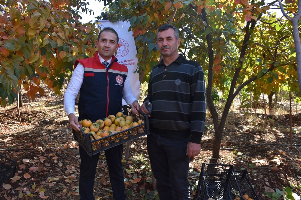 9 yıl önce 4 dönüm arazide yetiştirmeye başladı: Bu yıl 100 kilogram elde edildi - 8