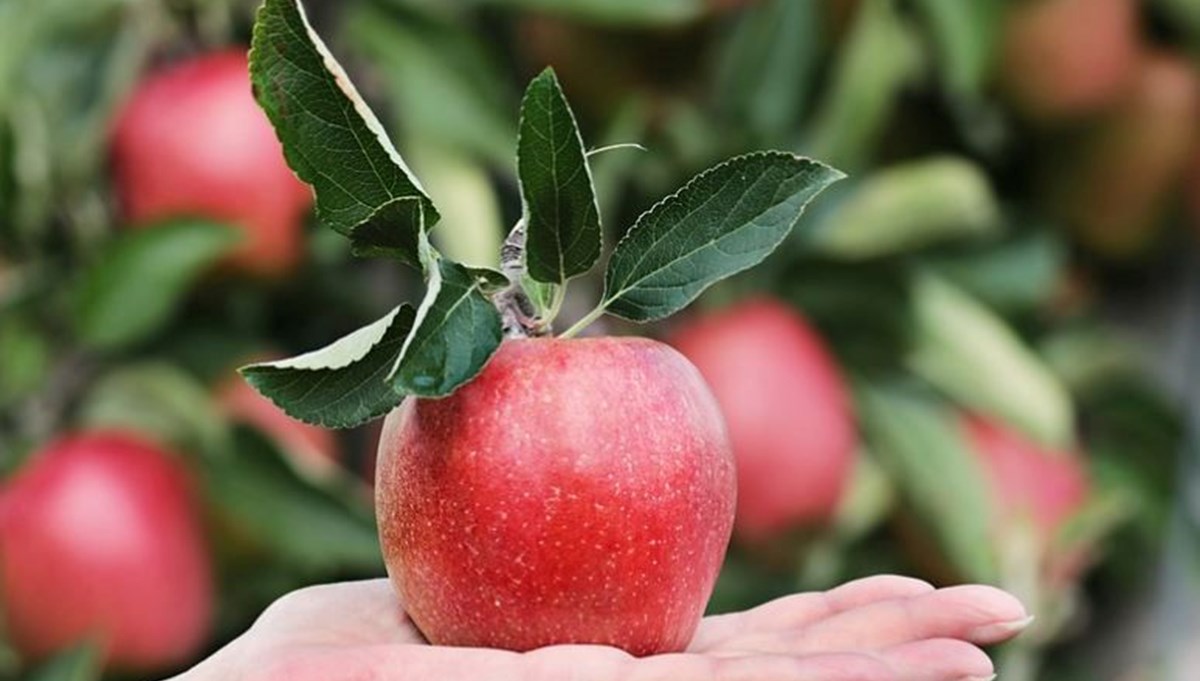 Hıdırellez yaklaşırken gündeme geldi: Elma kabuğu ritüeli nedir, nasıl yapılır?