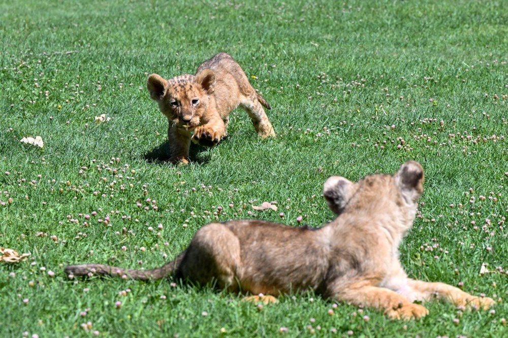 Erdoğan'ın aslanlarına isim aranıyor: Anketle belirlenecek - 4