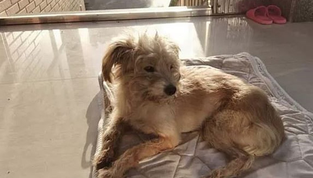 Çin’de kaybolan köpek, evine dönmek için 60 kilometre yürüdü NTV