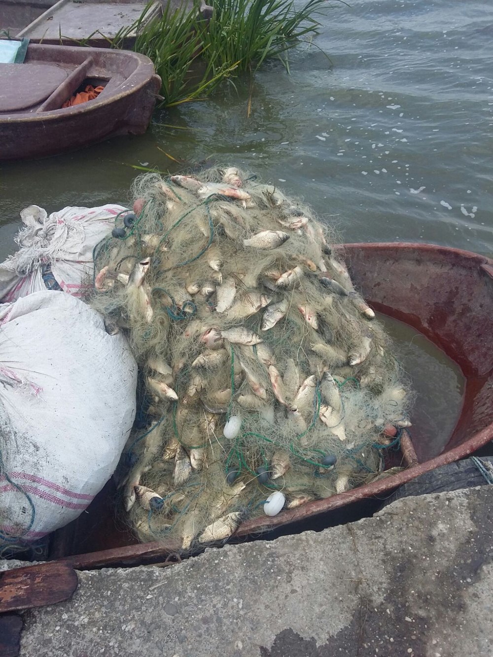 Yeşilırmak ve Kızılırmak’ta 'İsrail sazanı' tehdidi - 3