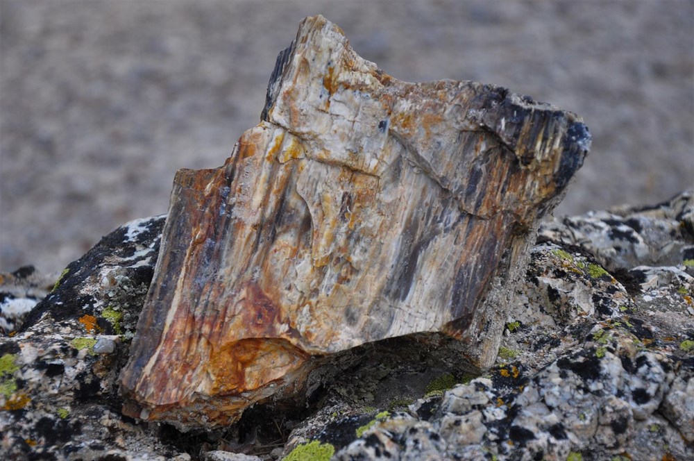 21 milyon yıllık fosil ağaç ormanı tehlikede - 12