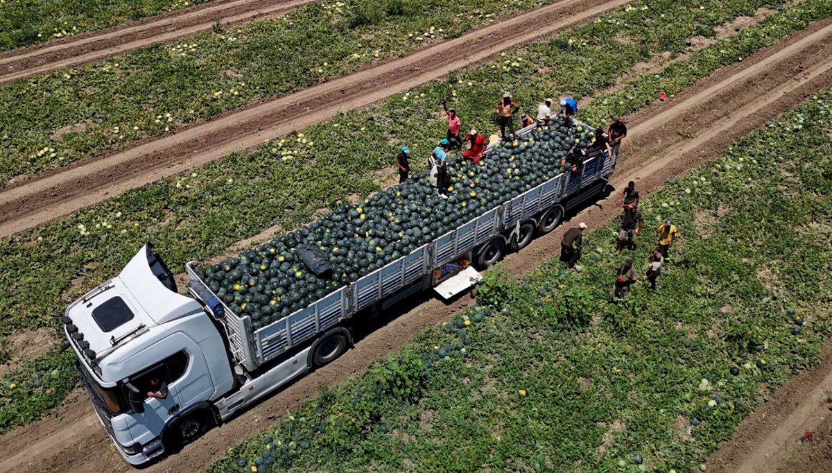 Fiyatı 2,5 liraya kadar geriledi: Sezon 1 ay önce başladı
