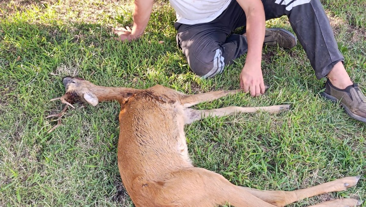 Kırklareli'nde yaralı karaca bulundu