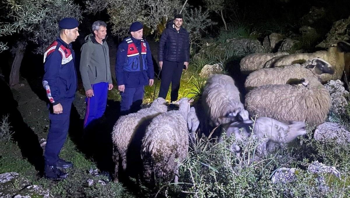 Kaybolan hayvanları jandarma buldu Kaybolan hayvanları jandarma buldu