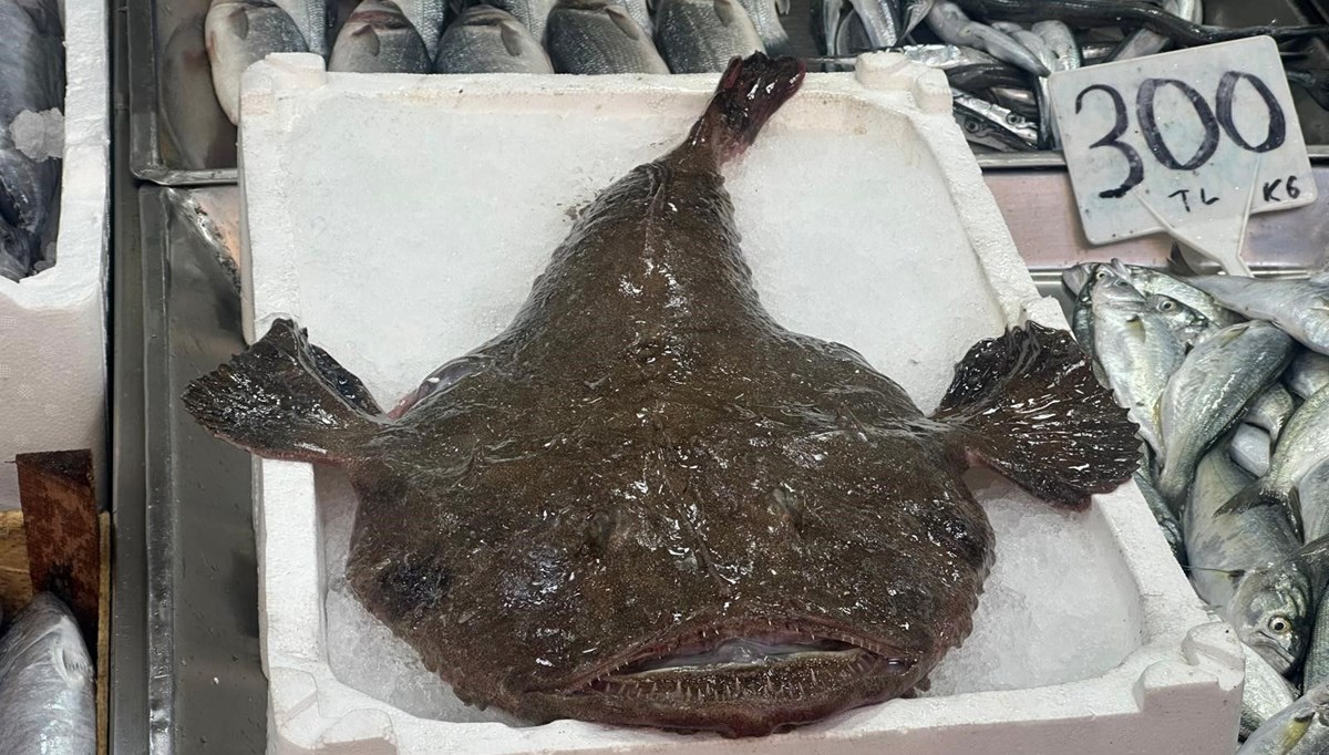 Sinop'ta ağlara takıldı! Görenler şaştı kaldı, kilosu 250 liradan satılıyor: Kafa kısmından çorba yapılıyor