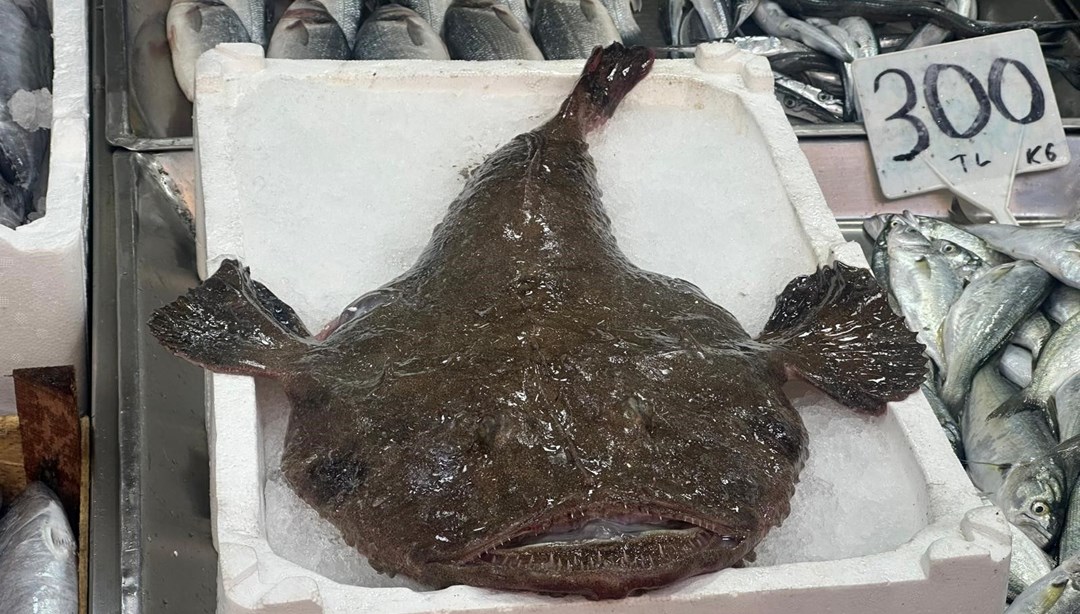 Sinop'ta ağlara takıldı! Görenler şaştı kaldı, kilosu 250 liradan satılıyor: Kafa kısmından çorba yapılıyor