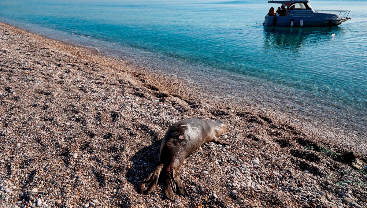 Antalya'nın Konyaaltı sahili açıklarında ölü yavru Akdeniz foku bulundu Antalya'nın Konyaaltı sahili açıklarında ölü yavru Akdeniz foku bulundu