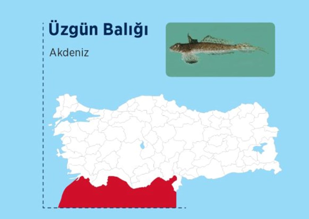 Türkiye'nin denizlerinde hangi zehirli balık türleri var? - 4