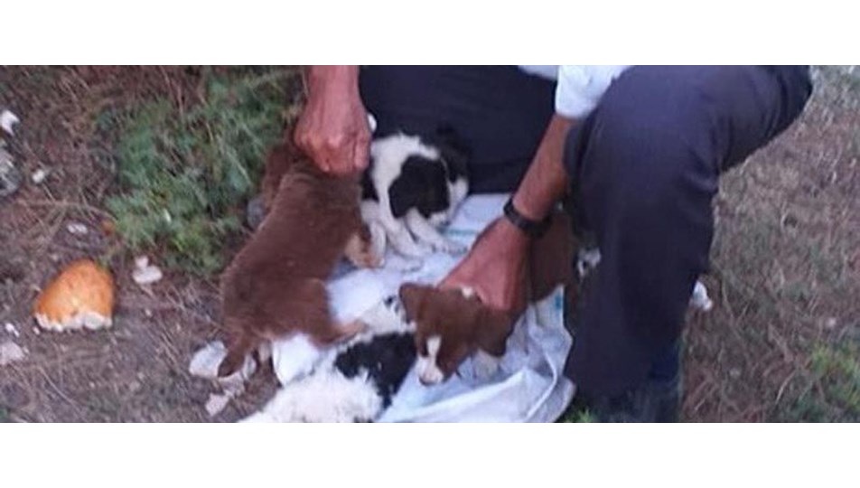 4 köpek yavrusunu çuvala koyup ormana bıraktılar NTV