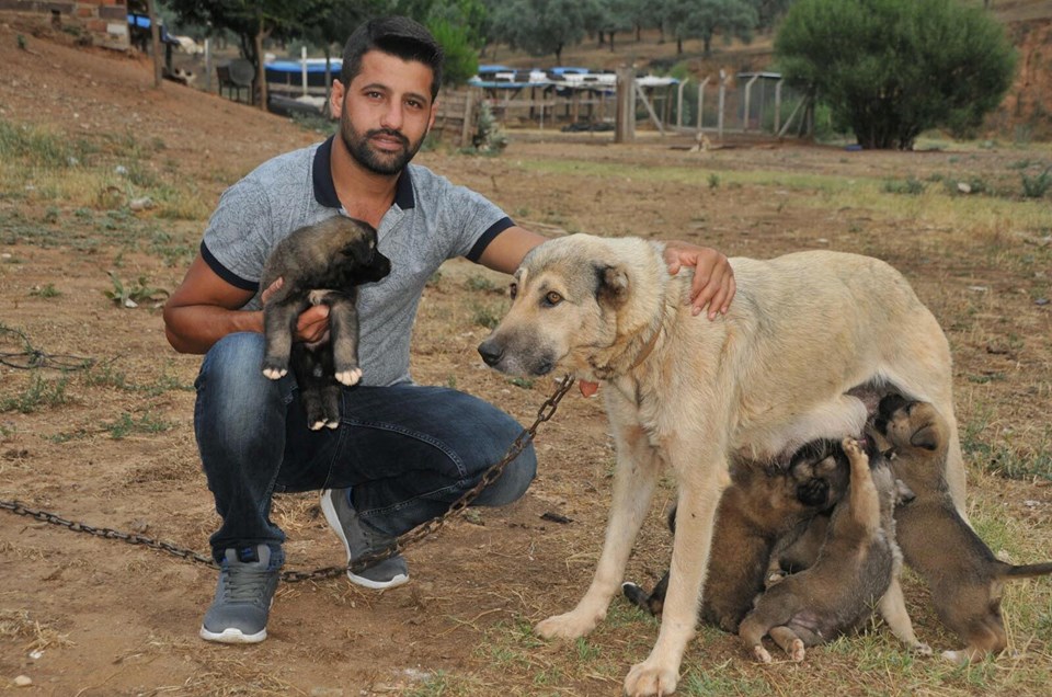 Sel sularına kapılan 6 köpek yavrusunu kurtardı - 1