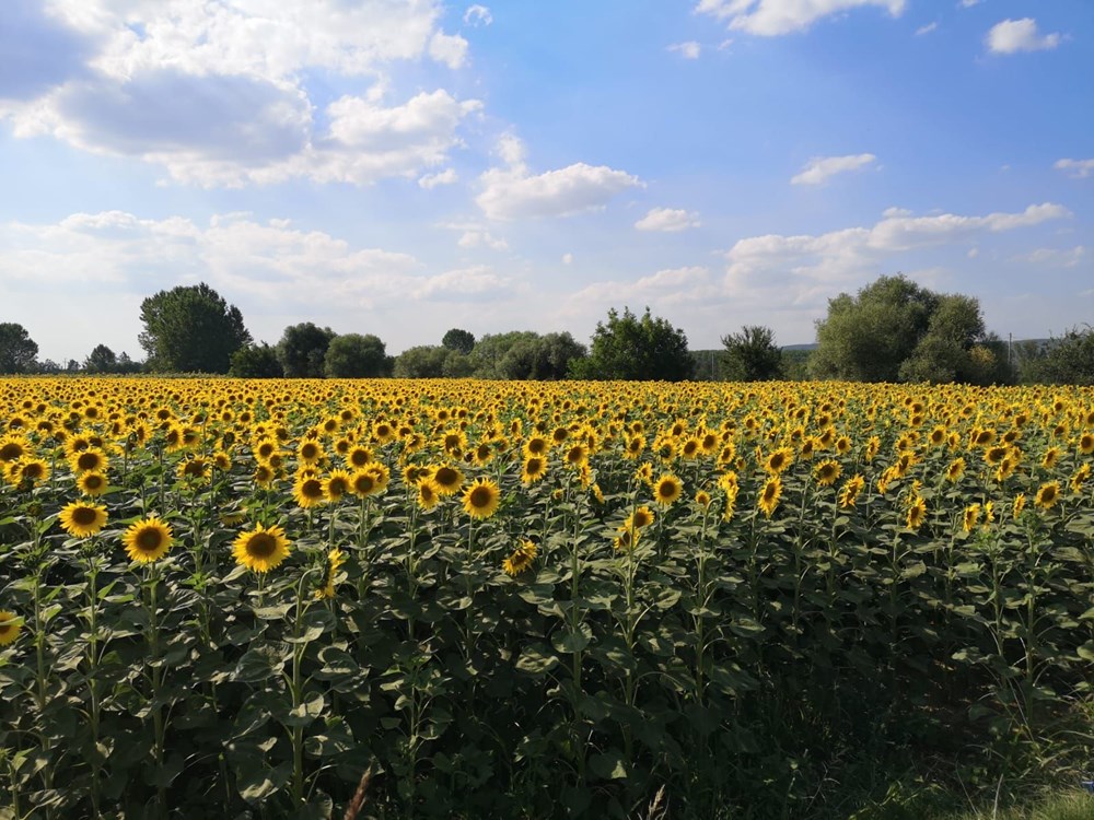 İstanbul çevresindeki en iyi kamp alanları - 52