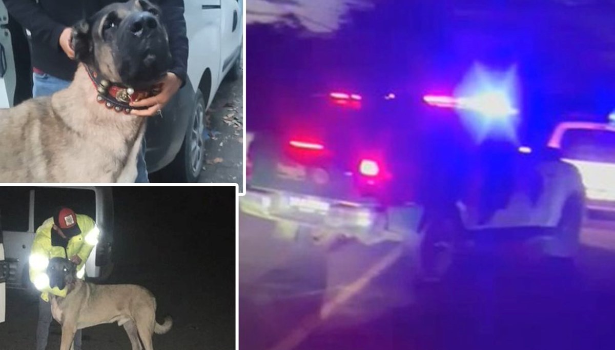 Sarıyer’de köpek dövüştürüp bahis oynayanlara şafak baskını Sarıyer’de köpek dövüştürüp bahis oynayanlara şafak baskını