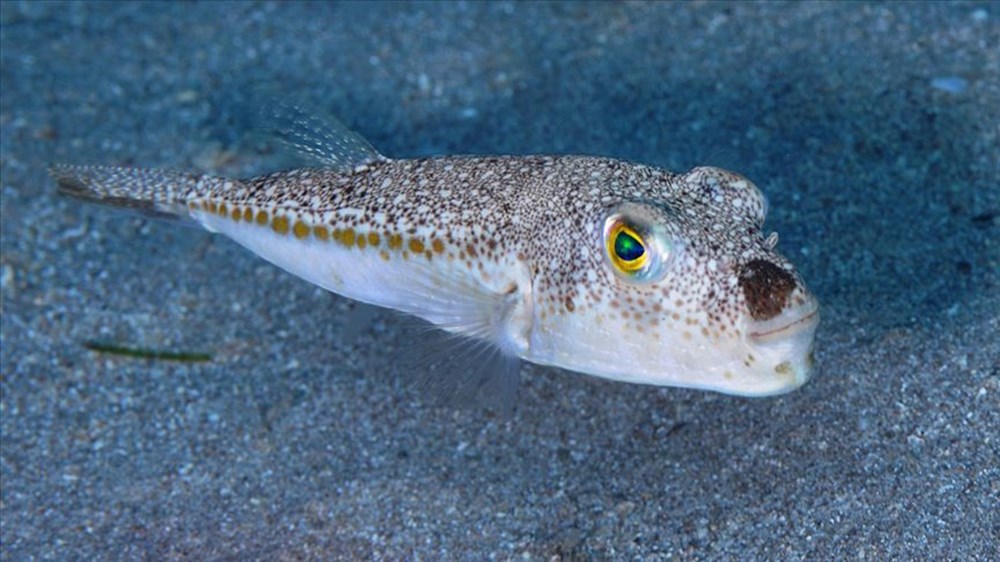 Kızıldeniz’den
geldi, Ege’ye yerleşti; yeni rotası Marmara | “Tükettikten yarım saat sonra
ölüme sebep olabilir” - 2