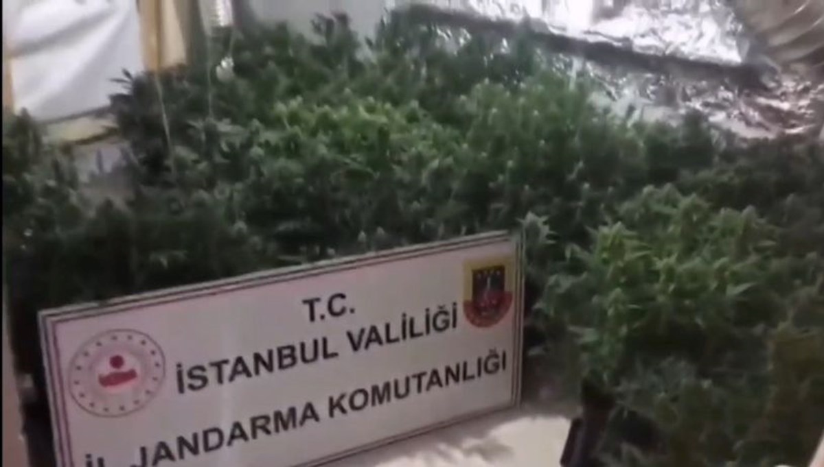 “Hobi bahçesi” dediler, uyuşturucu serası çıktı “Hobi bahçesi” dediler, uyuşturucu serası çıktı