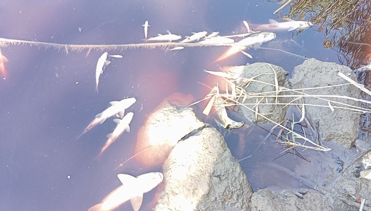 Karasu Çayı'nda toplu balık ölümleri Karasu Çayı'nda toplu balık ölümleri