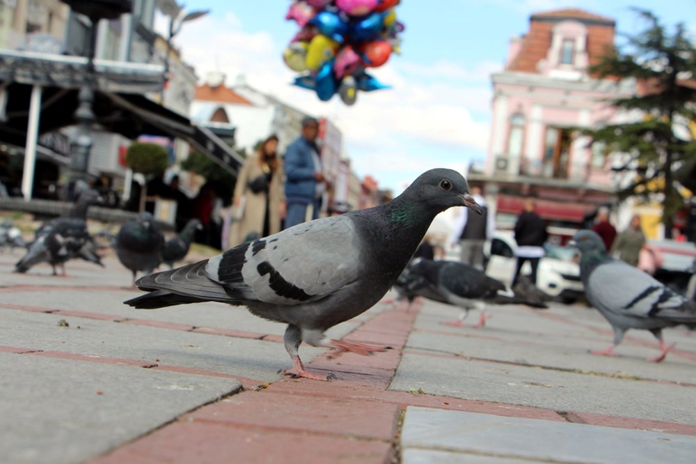 Edirne'de 'katil martı' paniği - 16
