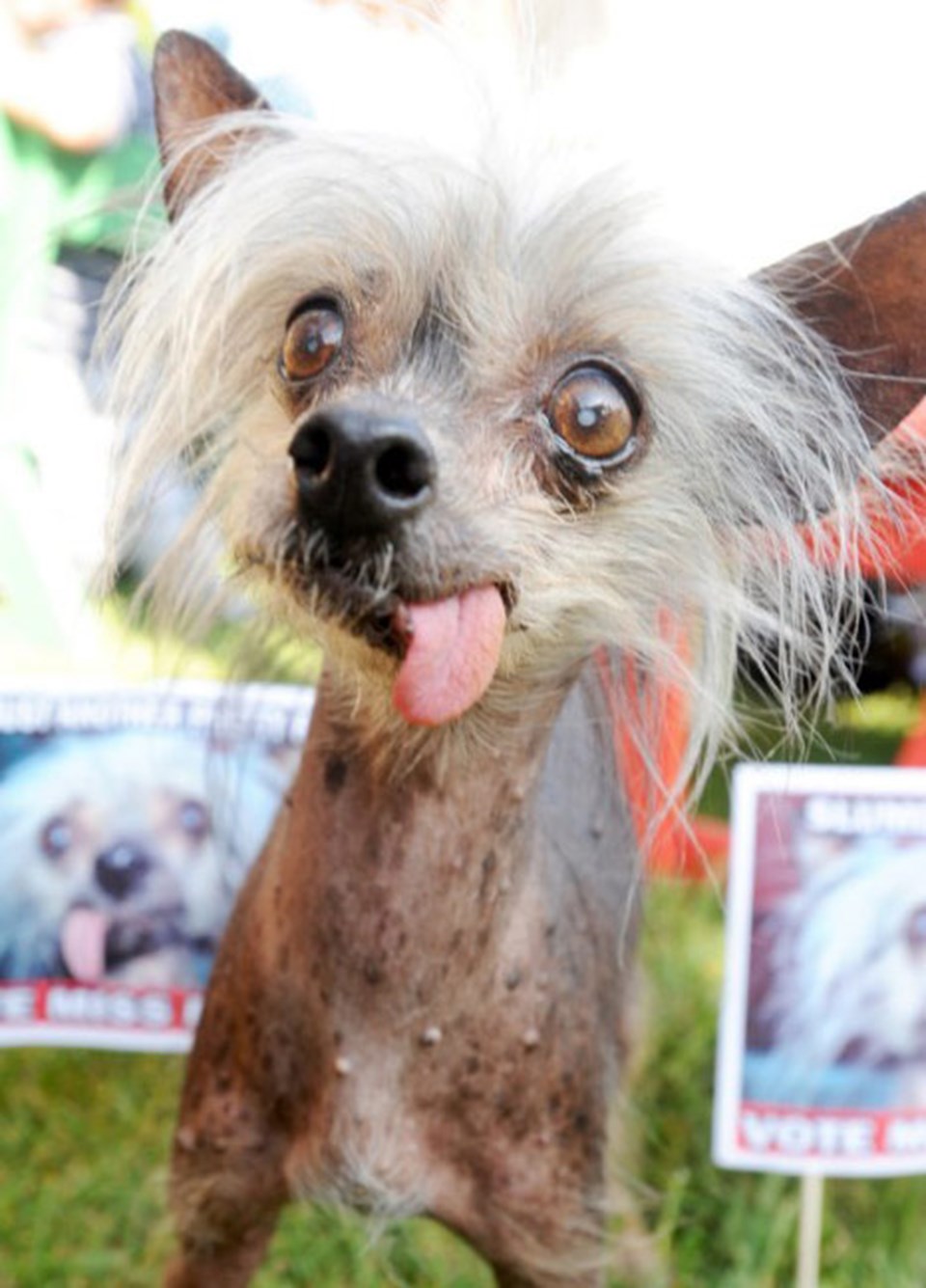 Dünyanın en çirkin köpeği belli oldu - 2