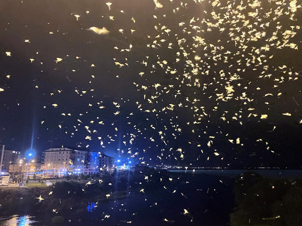 Ardahan'da 'bir günlükler'in ölüm uçuşu başladı - 4