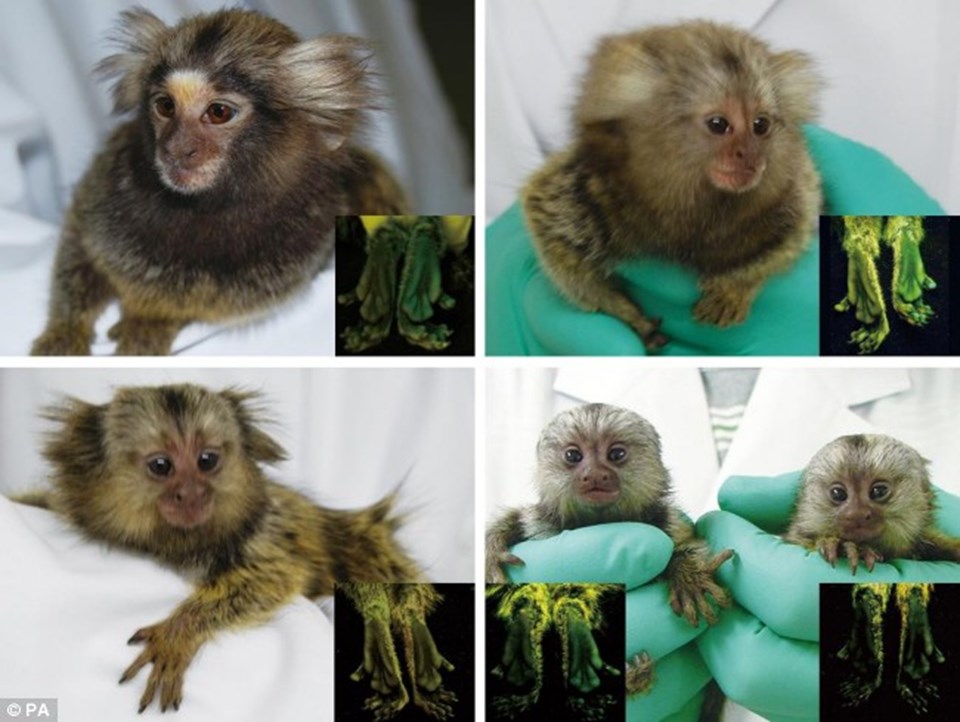 Bilim adamları yeni nesil bir maymun geliştirdi - 1