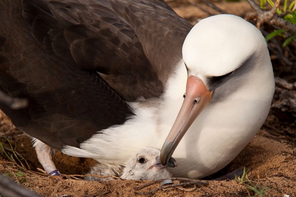 Küresel ısınma dünyanın en sadık canlılarını değiştirdi: Albatroslar arasındaki 'boşanma'lar arttı - 11