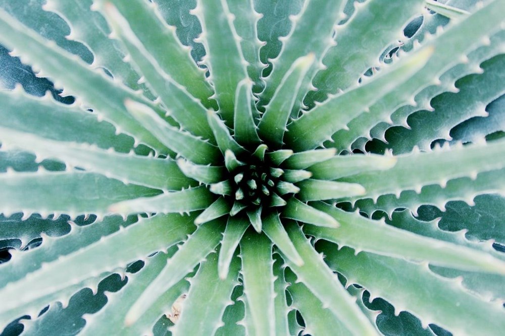 Aloe Vera (tıbbi sarısabır) nedir? Aloe Vera bitkisine nasıl bakılır? Faydaları nelerdir? - 1