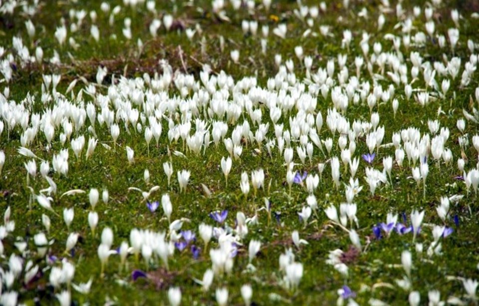 Trabzon'da ilkbaharda mor, sonbaharda beyaza bürünen Kadıralak Yaylası - 3
