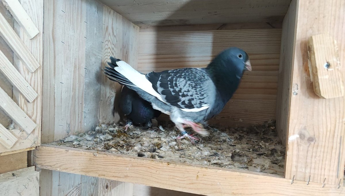 2 güvercini kayboldu: Bulana 20 bin lira ödül