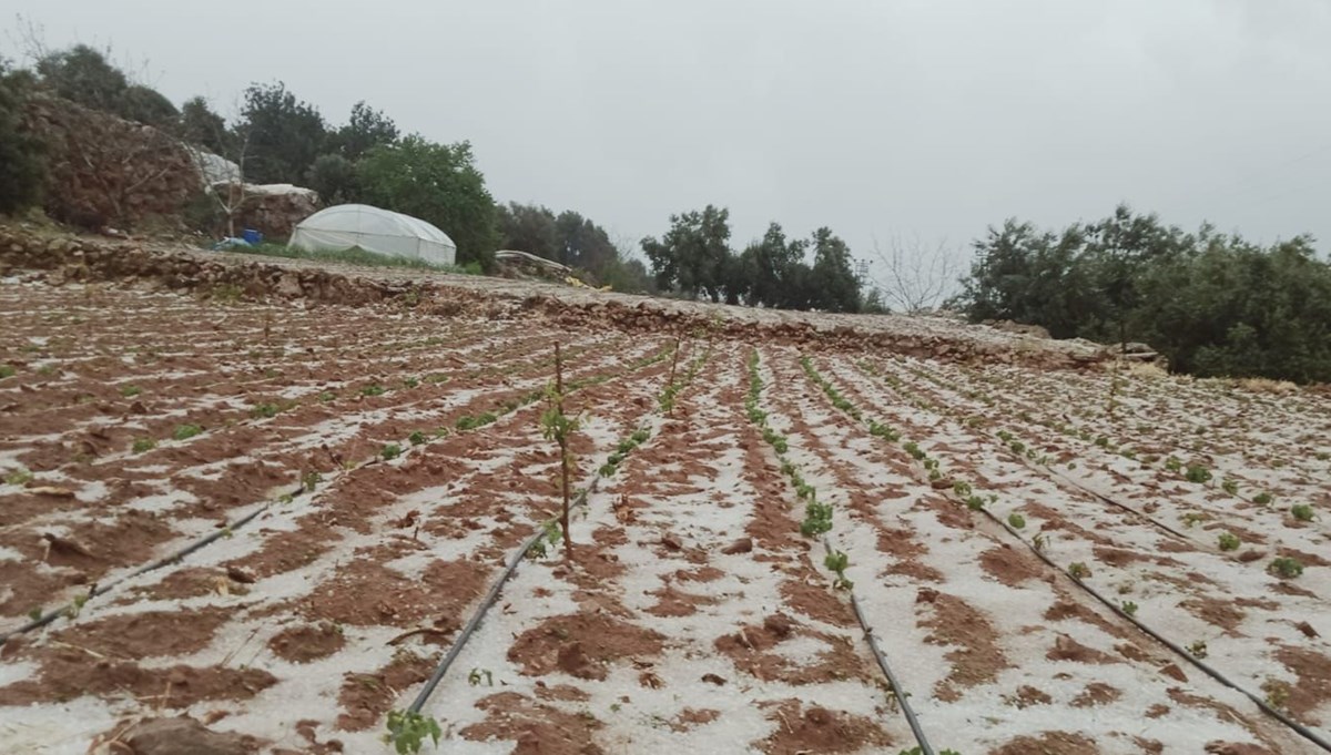 Mersin'de dolu yağışı ekili alanlara zarar verdi