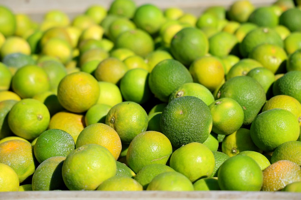 Kilosu 8-15 TL arasında: Adana'da verim yüksek - 5