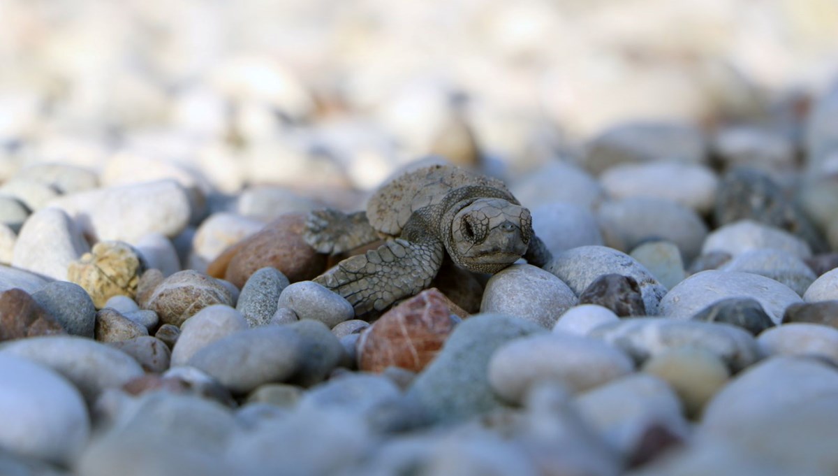 Çıralı'da yavru caretta sayısı yüzde 38 arttı Çıralı'da yavru caretta sayısı yüzde 38 arttı