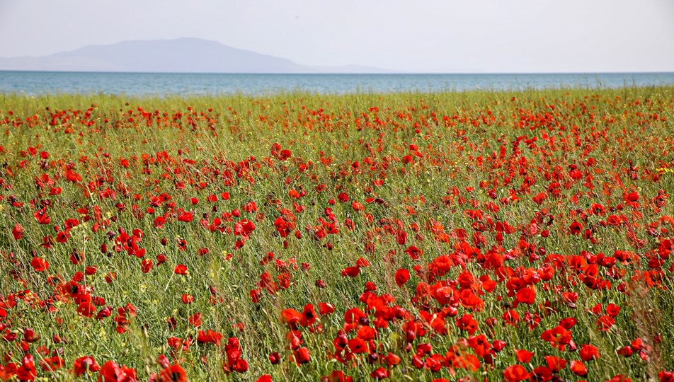 Fotoğraf tutkunları Van Gölü kıyılarındaki gelincik tarlalarını görüntüledi