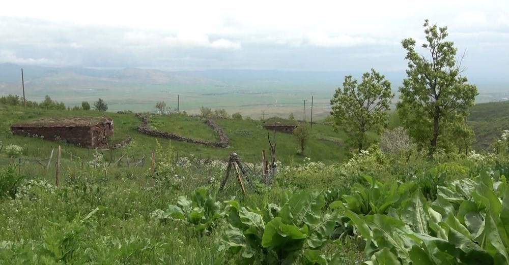 Muş'ta çekirge alarmı: Tarlalara doğru ilerliyorlar - 2