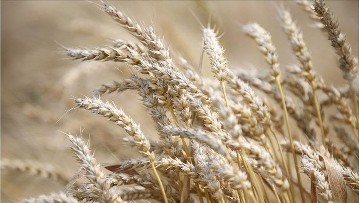 Kremlin'den Ukrayna'dan tahıl sevkiyatına ilişkin açıklama